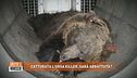 Catturata l'orsa killer, sarà abbattuta?