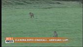E a Roma dopo i cinghiali... arrivano i lupi