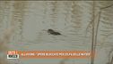 Alluvione: "Opere bloccate per colpa delle nutrie"