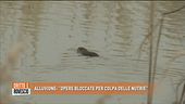Alluvione: "Opere bloccate per colpa delle nutrie"