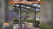 Aggressione omofoba a Pavia