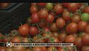 Cibo italiano a rischio