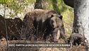 Partita la caccia all'orso che ha ucciso il runner