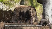 Partita la caccia all'orso che ha ucciso il runner