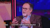Cosa fare se si incontra un orso