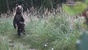 Continua la caccia all'orso