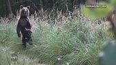 Continua la caccia all'orso