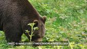 Gli animalisti boicottano il Trentino in difesa dell'orsa