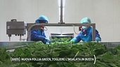 Nuova follia green, togliere l'insalata in busta