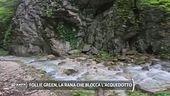Follie green, la rana che blocca l'acquedotto