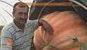Il padre di Saman Abbas e le minacce al fidanzato