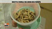 Insetti a tavola: via libera dell'Europa