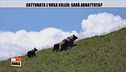 Catturata l'orsa killer: sarà abbattuta?