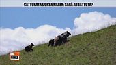 Catturata l'orsa killer: sarà abbattuta?