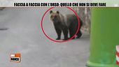 Faccia a faccia con l'orso: quello che non si deve fare