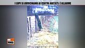 I lupi si avvicinano ai centri abitati: è allarme