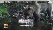 Jj4, la perizia degli animalisti: "Non è stata lei ad uccidere"