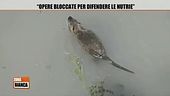 Opere bloccate per difendere le nutrie
