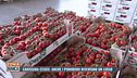 Carissima estate: anche i pomodori diventano un lusso