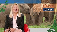 Puntata dell'8 gennaio