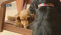 L'educa-cani: la paura dei botti