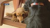 L'educa-cani: la paura dei botti