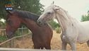 Accavalliamoci: la vita con un cavallo