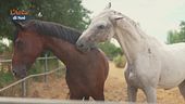 Accavalliamoci: la vita con un cavallo