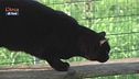 Mi fa un baffo il gatto nero, il festival alla Casa del Cinema di Roma