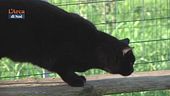 Mi fa un baffo il gatto nero, il festival alla Casa del Cinema di Roma