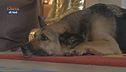 Un nuovo appuntamento con la nostra rubrica Psyco-dog