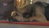 Un nuovo appuntamento con la nostra rubrica Psyco-dog