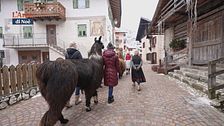 A spasso coi lama
