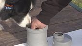 L'educa-cani: il Nosework