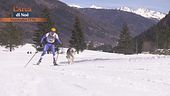 Cane atleta