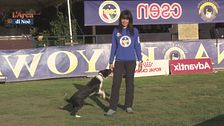 L'Educa-cani