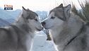 L'Alaskan Malamute