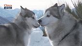 L'Alaskan Malamute
