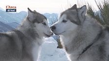 L'Alaskan Malamute