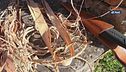 Survival: come realizzare una corda con materiali del tutto naturali