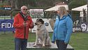 L'educa-cani, scopriamo l'hoopers