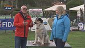 L'educa-cani, scopriamo l'hoopers