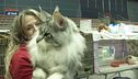 Pianeta gatto: a Genova per la manifestazione per gli amanti dei piccoli felini