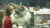 Pianeta gatto: a Genova per la manifestazione per gli amanti dei piccoli felini