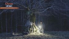 Alberi giganti