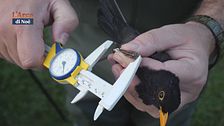 SpaciAli: l'importanza della tutela dell'avifauna