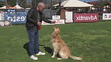 L'educa-cani: la posizione del seduto