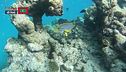 Nel mare delle Maldive
