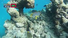 Nel mare delle Maldive