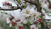La bellezza dei mandorli in fiore